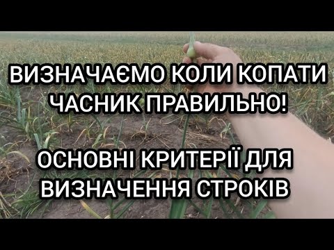 Видео: Определяем сроки выкапывания ЧЕСНОКА ПРАВИЛЬНО! Наглядно основные критерии для определения сроков.