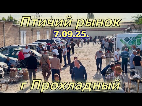 Видео: Голуби цены Птичий рынок г Прохладный 