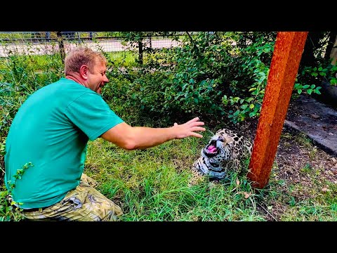 Видео: Ягуар Кобачек мгновенно КИНУЛСЯ на Олега Зубкова, но реакция у директора была МОЛНИЕНОСНАЯ!