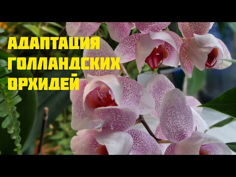 Видео: Адаптация орхидей из Голландии+нацвело