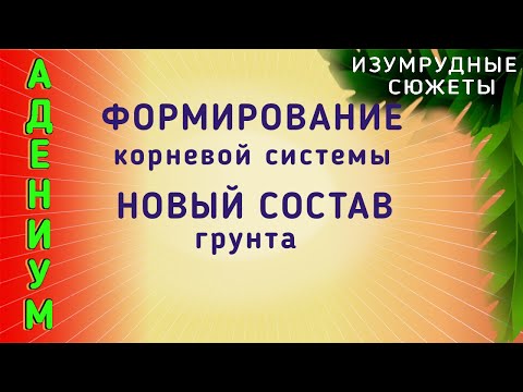 Видео: Адениум.  Формирование Корневой Системы Адениума.  Состав Нового Грунта.