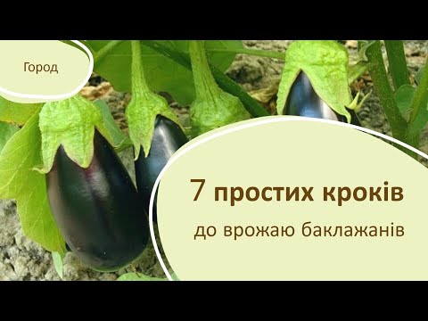 Видео: 7 простих кроків до врожаю баклажанів