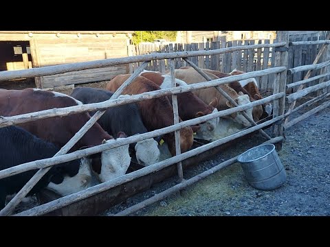 Видео: Бордақы бұқаларға шөпті турап тартып беру.Сұрақтарға жауап.