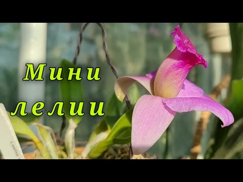Видео: Мини лелии секции Хадролелии (Hadrolaelia)