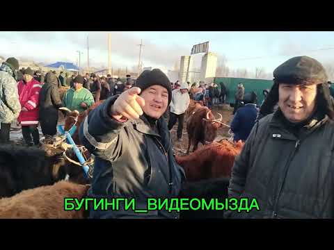 Видео: 9 МАРТ 2025 ЖЫЛ ШЫМБАЙ МАЛ БАЗАР
