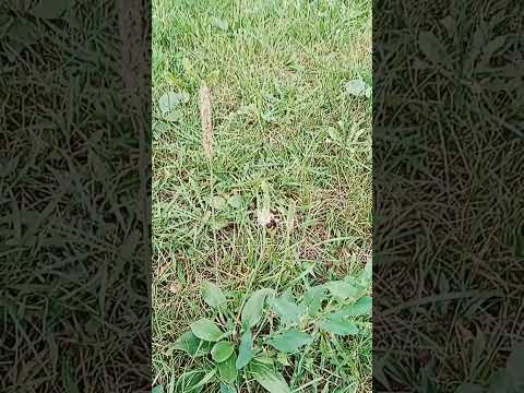 Видео: Шмель на работе.