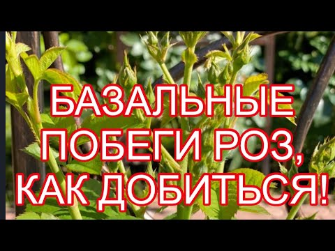 Видео: БАЗАЛЬНЫЕ ПОБЕГИ РОЗ, ЧЕМ СПРОВОЦИРОВАТЬ ИХ РОСТ!