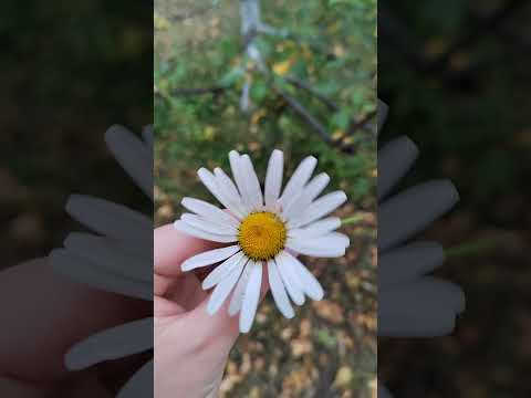 Видео: Осень, такая осень 🍂