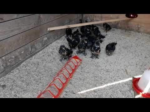 Видео: Павловские куры наш опыт часть первая