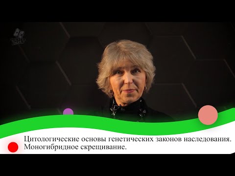 Видео: Цитологические основы генетических законов наследования. Моногибридное скрещивание. 9 класс.