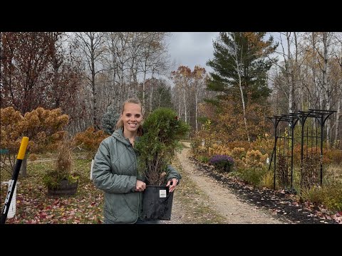 Видео: Посадка туи, барбариса и пересадка баптизии! | Просто цветение