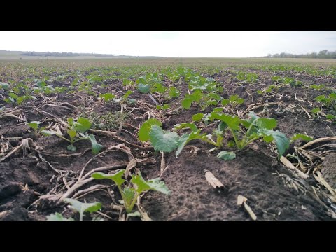 Видео: 6.10.25. Ріпак F-2,тяжко нести шкода покинути. 🤔Але він непоганий 👍🏼