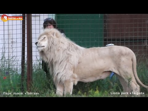 Видео: Ласковый белый лев и рыжая компания . Тайган. Lions life in Taigan.