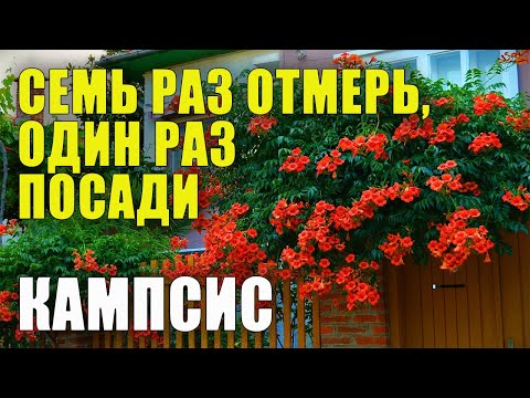 Видео: Кампсис - ЛУЧШИЙ ОБЗОР. Все о кампсисе, как и где сажать, ухаживать, поливать, удобрять.