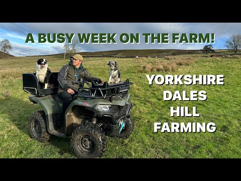 Видео: СУХАЯ КЛАДКА ИЗ КАМЕННОЙ ИЗГОТОВКИ, ОТЛОВ ОВЕЦ И НОВЫХ ЦЫПЛЯТ ~ Насыщенная неделя на ферме