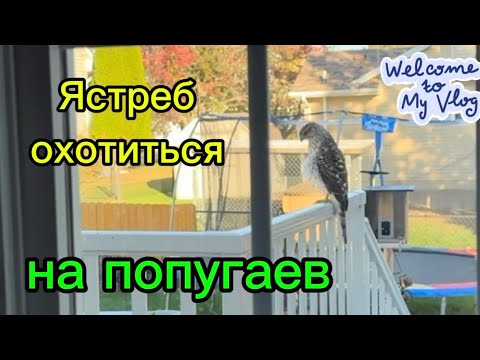 Видео: ЖИЗНЬ С ПОПУГАЯМИ #parrots #birds #life #vlog #usa #жизньвсша 