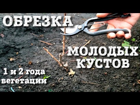 Видео: ПРАВИЛЬНО ОБРЕЗАЕМ МОЛОДЫЕ КУСТЫ ВИНОГРАДА. ВСЕ ВАРИАНТЫ ОБРЕЗКИ 1 И 2 ГОДИЧНЫХ КУСТОВ