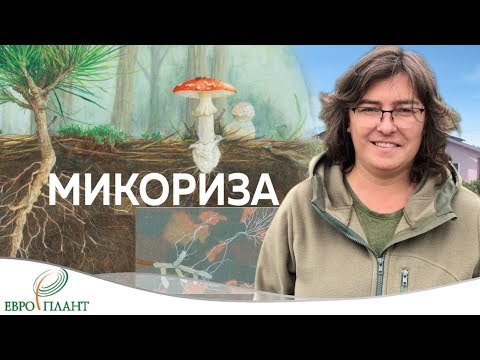 Видео: Размышление о микоризе, лесной подстилке и микоризных препаратах.