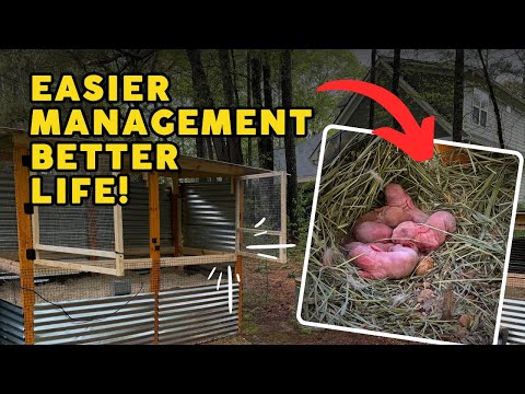 Видео: Почему мы распустили нашу кроличью колонию [Извлеченные уроки и новая стратегия]