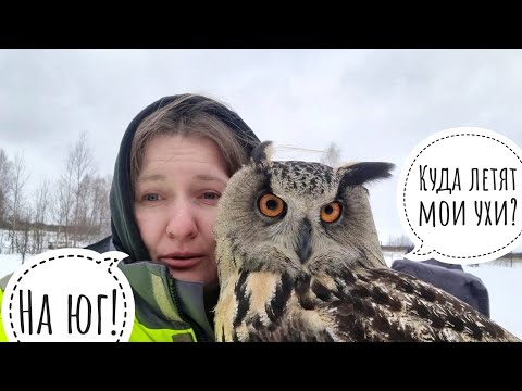 Видео: Забрали сову домой, чтобы её ветром не сдуло. Кошка дома в восторге от совы