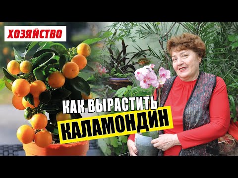 Видео: Особенности выращивания каламондинов в домашних условиях
