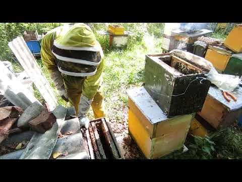 Видео: Какие словил по силе бродячие рои в этом году. Переселение перед зимовкой!