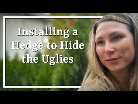 Видео: Посадка живой изгороди на Далиа Вэй // Отсеивание кондиционера и оборудования для бассейна