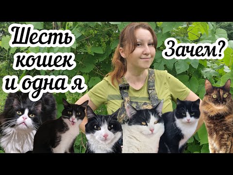 Видео: Всё о моих кошках: что едят, как гуляют, их здоровье и адаптация к деревенской жизни 🐈‍⬛️