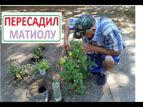 Видео: НОЧНАЯ ФИАЛКА теперь будет ЦВЕСТИ ВО ДВОРЕ