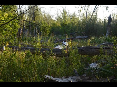 Видео: Hiking Exploring the Don River Peninsula and birdwatching Part 2 Исследую полуостров на реке Дон ч.2
