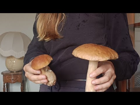 Видео: Осений поцелуй 💋вам после жаркого лета.сомной в итальянском лесу🍄‍🟫 