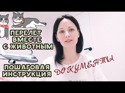 Видео: ПЕРЕЛЁТ С КОШКОЙ НА САМОЛЁТЕ! КАК ОФОРМИТЬ ДОКУМЕНТЫ.КАК ПЕРЕВЕЗТИ ЖИВОТНОЕ В ЮЖНУЮ КОРЕЮ!