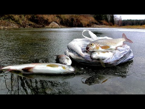 Видео: РАДИ ТАКИХ РЫБИН МЫ И ЕДЕМ НА РЫБАЛКУ!!!Первый лед 2023 уже скоро! Рыбалка на крупного хариуса.