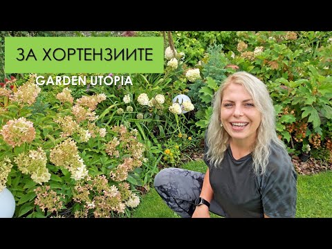 Видео: Отглеждане на ХОРТЕНЗИИ