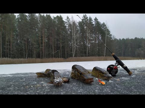 Видео: Вот это КЛЁВ ЩУКИ на БАЛАНСИР! Зимняя рыбалка 2020-2021. Браславские озера.