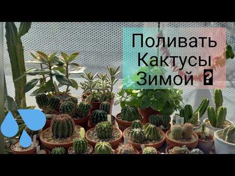 Видео: Нуждаются в поливе Кактусы и сукуленты зимой? #поливкактусов