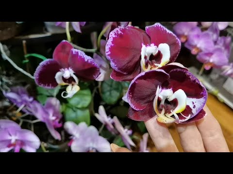 Видео: ОРХИДЕИ РАДОСТЬ. ДРАКОН КОСМОС!!!