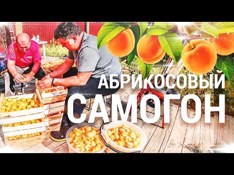 Видео: Самогон из абрикосов / Абрикосовый дистиллят.