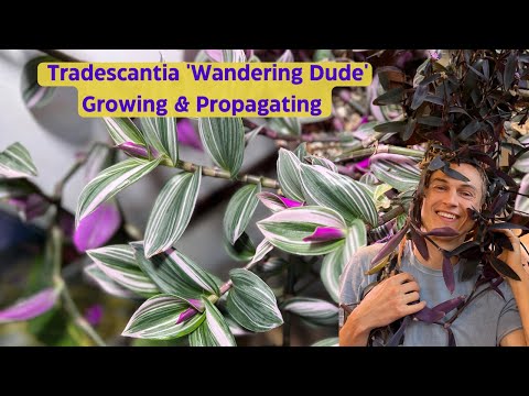 Видео: Традесканция в помещении – дюймовое растение – полное руководство по выращиванию и размножению