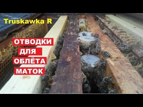 Видео: #Пчёлы. Отводки для облёта неплодных пчелиных маток. Легко и просто.