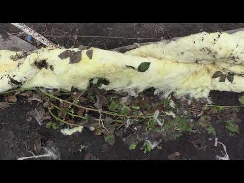 Видео: Когда открывать и подвязывать ежевику, виноград весной.