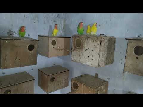 Видео: Кабачки попугаям.