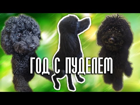 Видео: Год с пуделем - что из этого вышло?