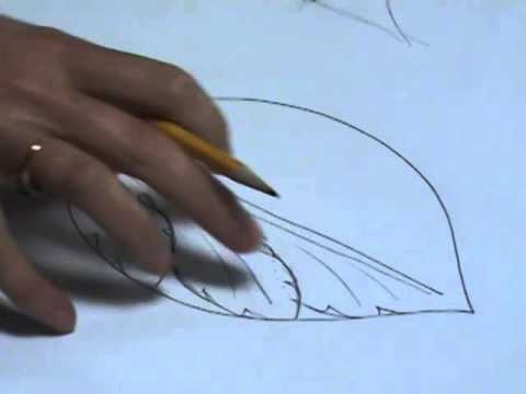 Видео: Как нарисовать лист аканта