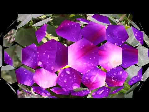 Видео: ЦВЕТЫ  у  дома