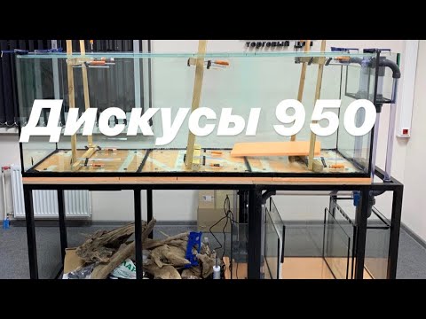 Видео: Аквариумпермь.рф - №13/1 - аквариум на 950 литров под дискусов в городе Екатеринбург