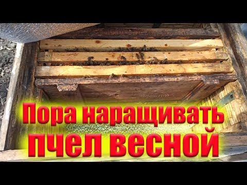 Видео: Весеннее развитие пчелиных семей. Как наростить пчёл весной сжать и утеплит для развитие пчел.