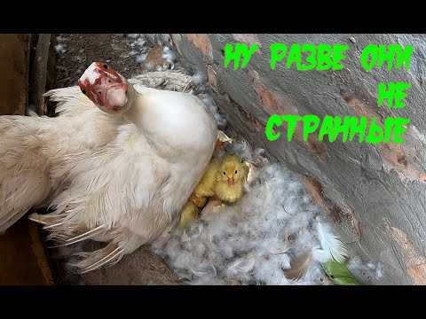 Видео: Ну разве они не странные?Эти утки.