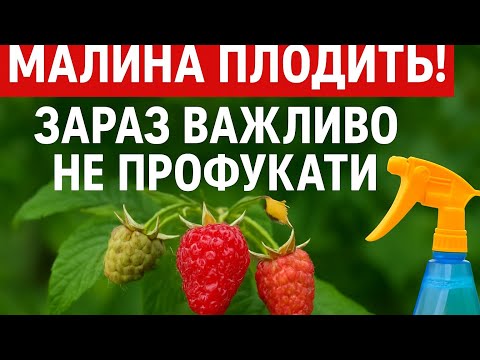 Видео: ❗Критичний момент для малини — ось що потрібно ТЕРМІНОВО