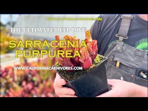 Видео: Глубокое погружение в мир саррацении пурпурной